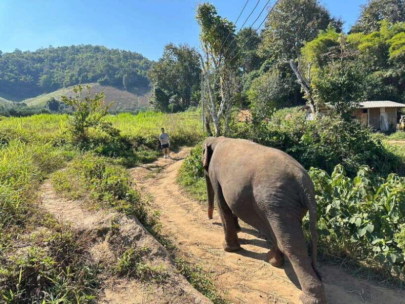 chiang-mai-untouched-elephant-nature-walk-waterfall-trek