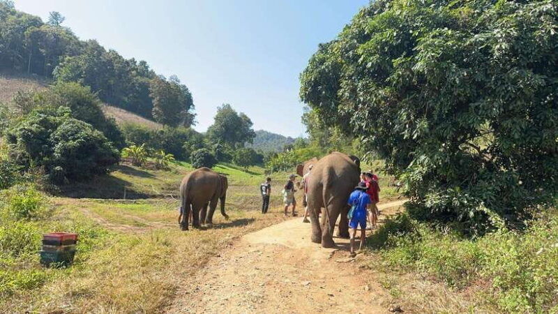 chiang-mai-untouched-elephant-nature-walk-waterfall-trek