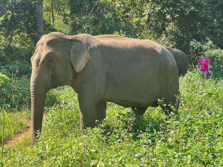 chiang-mai-untouched-elephant-nature-walk-waterfall-trek