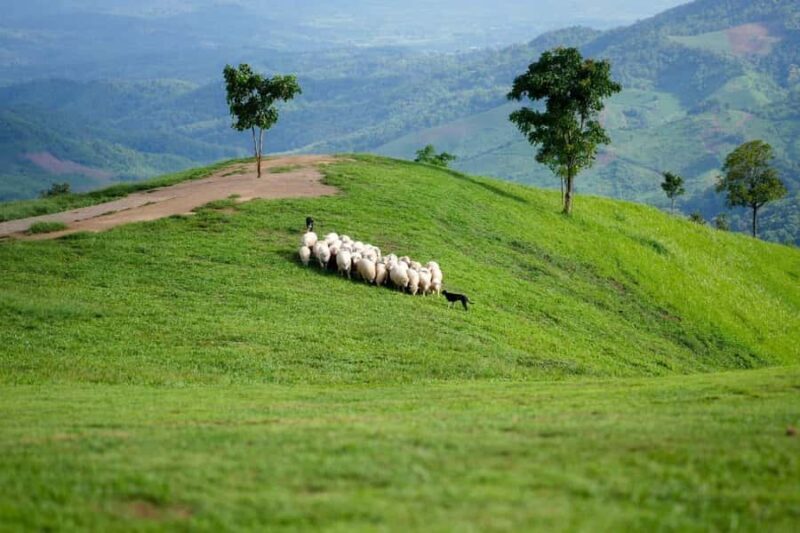 Chiang Mai: White Temple, Singha Park & Akha Farm Tour - FAQs