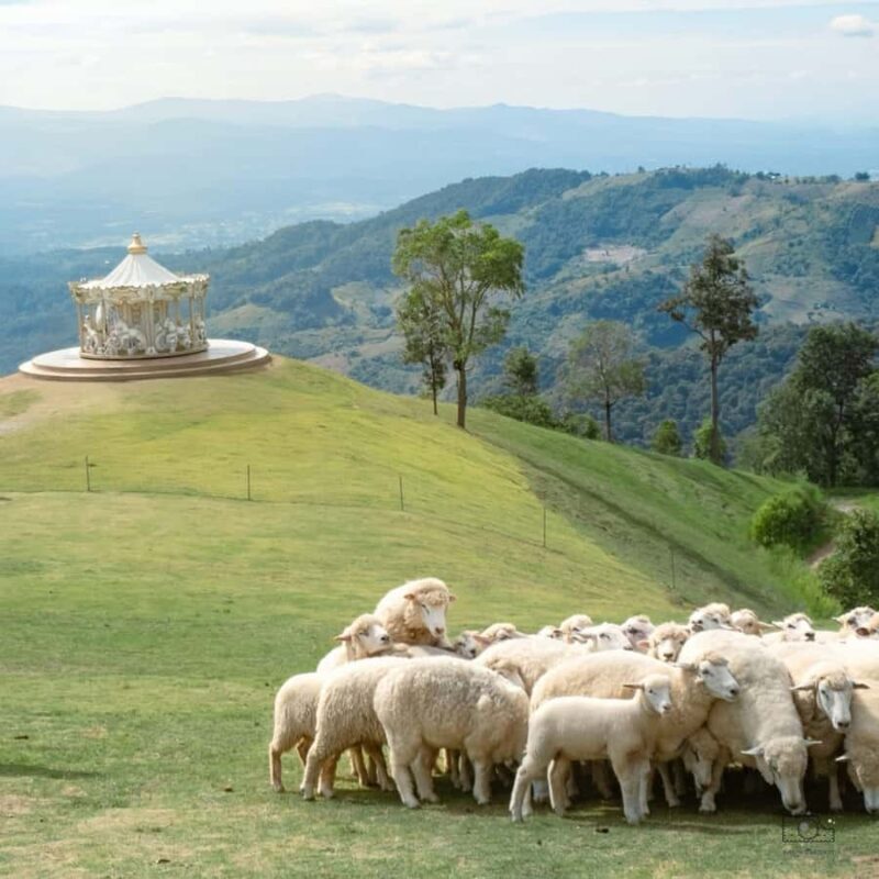 Chiang Mai: White Temple, Singha Park & Akha Farm Tour - Final Thoughts