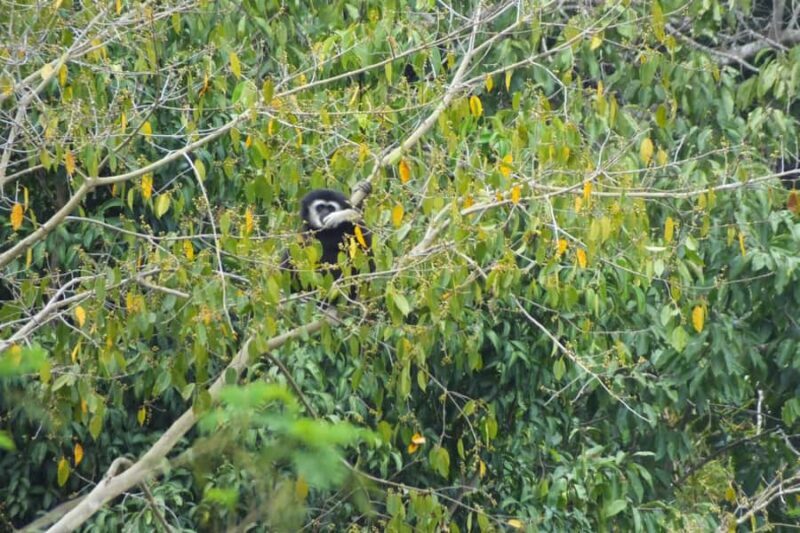 Chiang Mai: Wild Gibbon Encounters with Karen Homestay - Who Would Love This Tour?