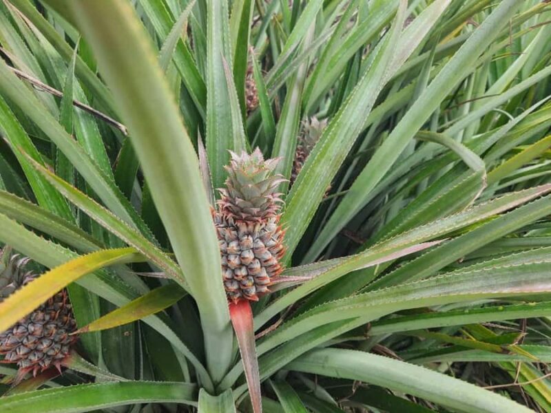 Chiang Rai: 2-Day Jungle Trek only walk with Waterfall - Final Word