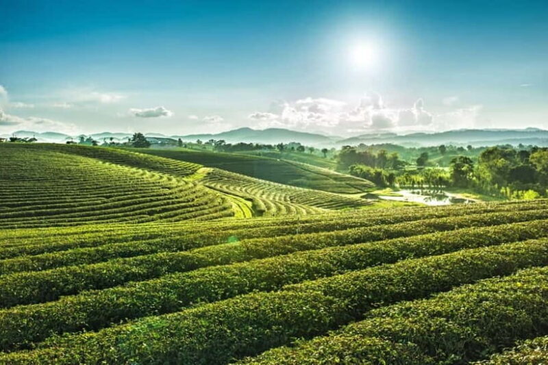 Chiang Rai: 7 Major Sites, Golden Triangle & Tea Plantation - An In-Depth Look at the Tour Experience