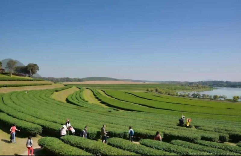 Chiang Rai Half-Day Tour: 3 Must-See Places in 5 Hours - Who Would Love This Tour?