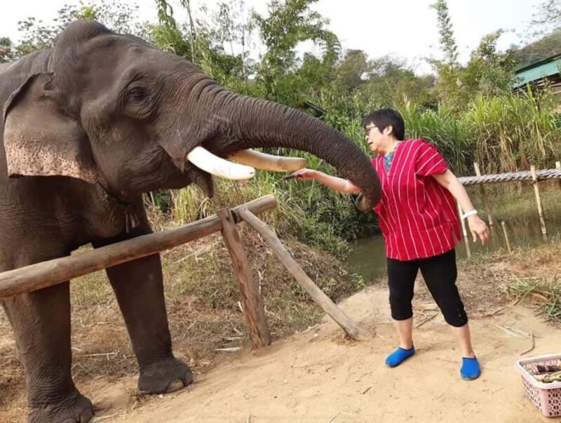 Chiang Rai: Heart to Heart Elephant Sanctuary Half Day Visit - FAQ