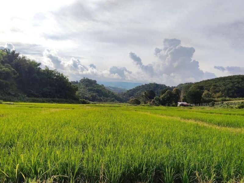 Chiang Rai: Jungle Trek, Waterfall, and Bamboo Raft Tour - Jungle Trek Through Scenic Countryside