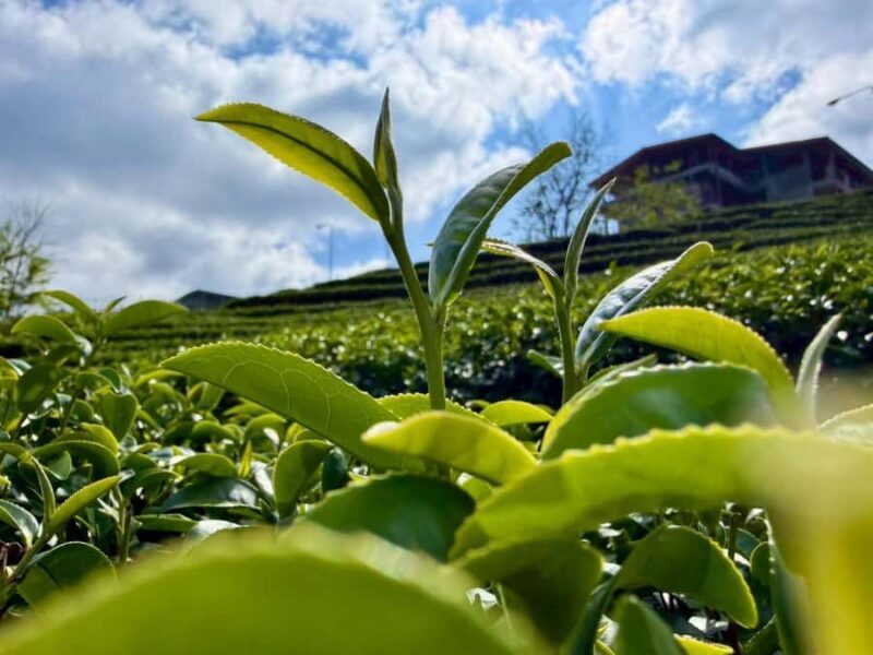 Chiang Rai: Mountains Discovery Doi Mae Salong & Doi Tung - Key Points