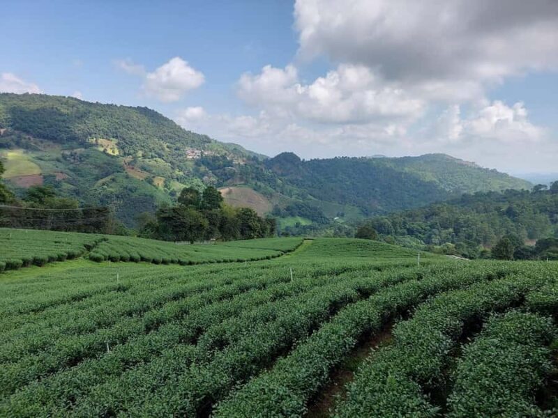 Chiang Rai: Mountains Discovery Doi Mae Salong & Doi Tung - An In-Depth Look at the Tour Experience