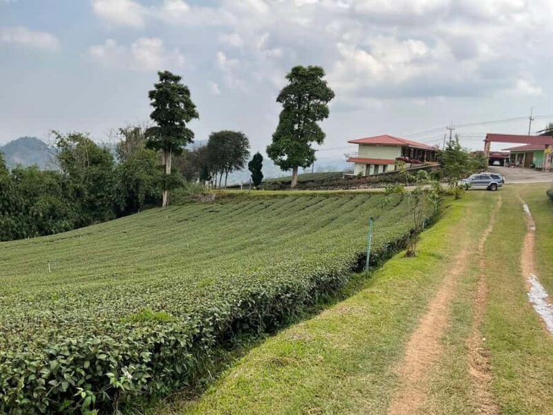 Chiang Rai: Mountains Discovery Doi Mae Salong & Doi Tung - Final Thoughts