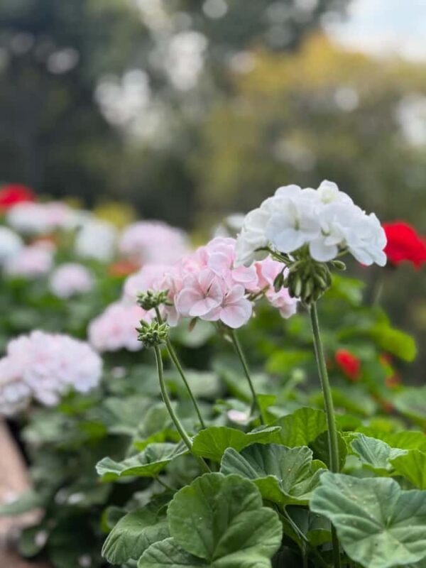 Chiang Rai: Mountains Discovery (Group Tour) - An In-Depth Review of the Chiang Rai Mountains Discovery Tour