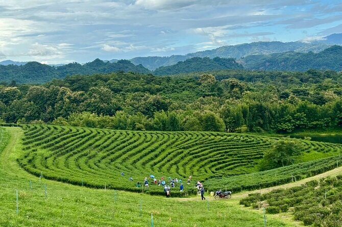 Chiang Rai: Northern Thailand Tour with Golden Triangle - Key Points