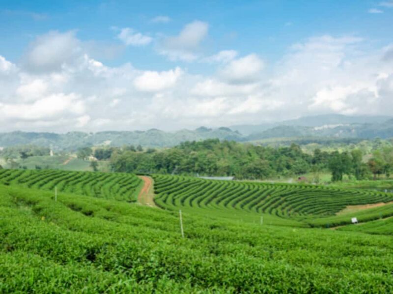 Chiang Rai: Private Customized Tour5 Places of Your Choice - A Closer Look at the Tour Experience