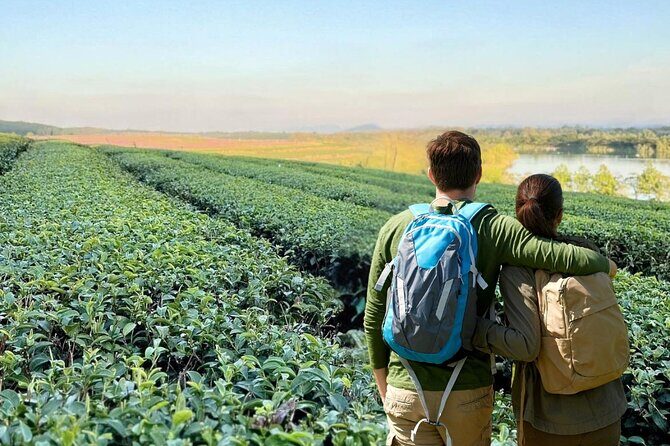Chiang Rai Temple and Tea Plantation Private Tour from Chiang Mai - Relax at Singha Park Tea Plantation