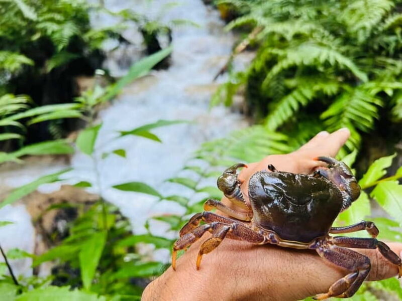 Chiang Rai: The Adventure of Trekking & Bamboo Cooking - Exploring Chiang Rai’s Natural and Cultural Treasures