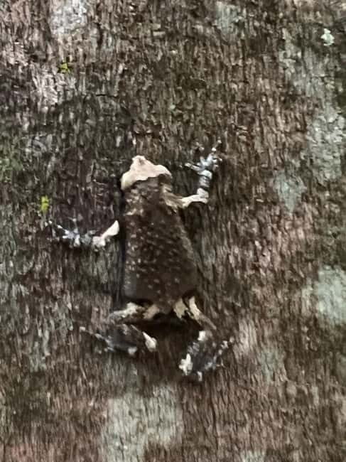 Chiang Rai: The Adventure of Trekking & Bamboo Cooking - FAQs