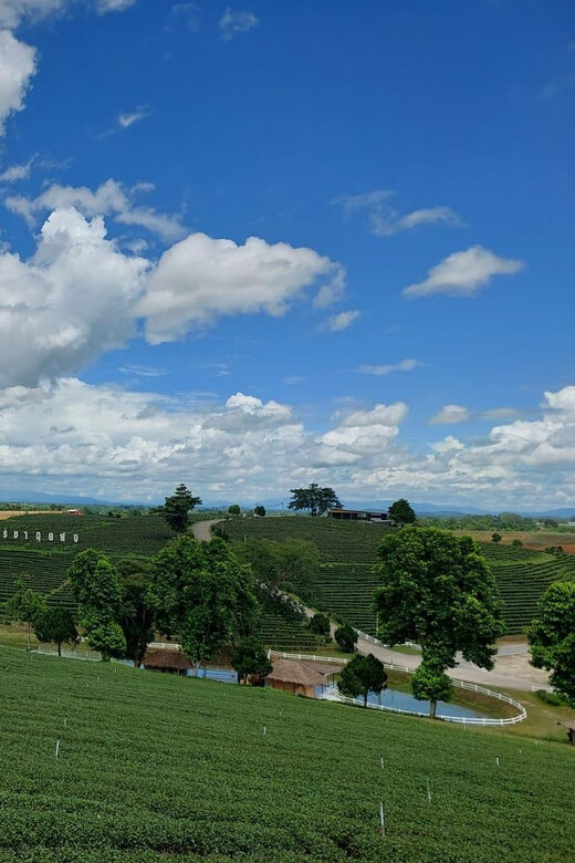 Chiang Rai: Top Temples & Signature Attractions ~Free Buffet - A Complete Breakdown of the Tour Experience