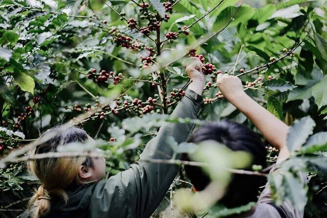 Chiangmai Coffee Farm Tour - Exploring the Itinerary in Detail