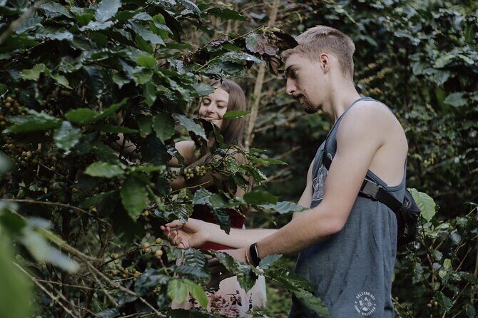 Chiangmai Coffee Farm Tour - Practical Tips for Travelers