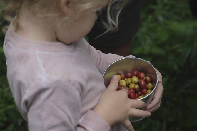 Chiangmai Coffee Farm Tour - FAQ