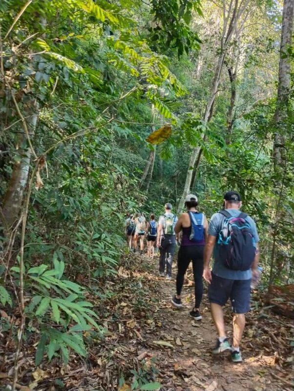 Chiangmai : Doi Pui Summit Hiking Experience - A brief overview of this compelling adventure
