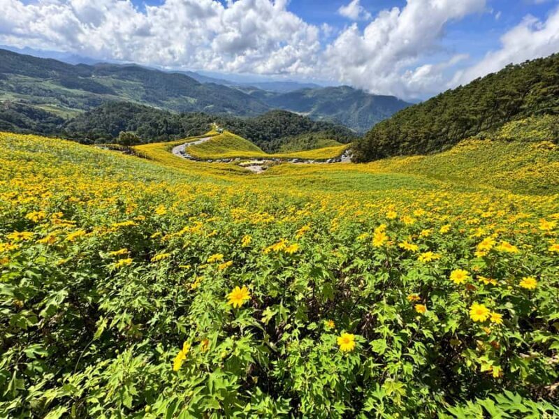 Chiangmai : Experience the magic of Mexican Sunflower field - Key Points