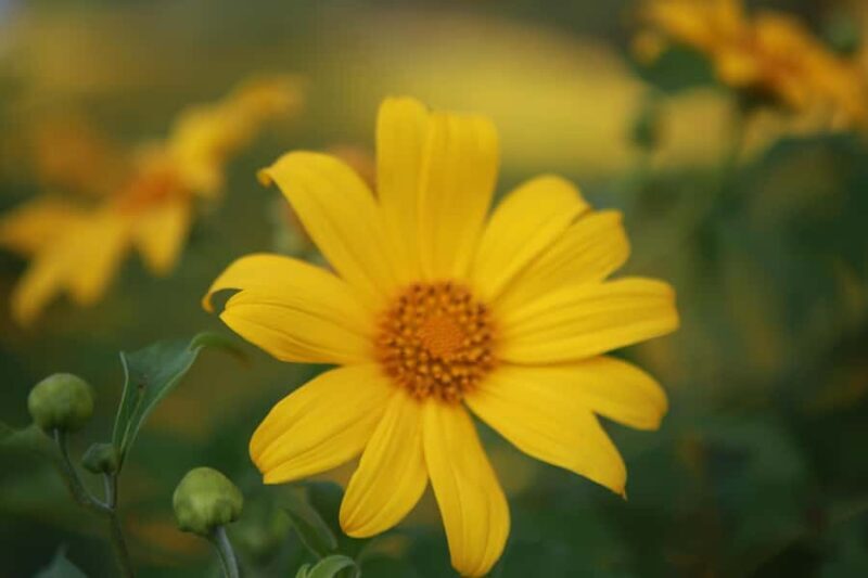 Chiangmai : Experience the magic of Mexican Sunflower field - The Itinerary in Detail