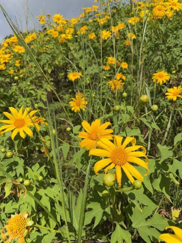 Chiangmai : Experience the magic of Mexican Sunflower field - FAQ