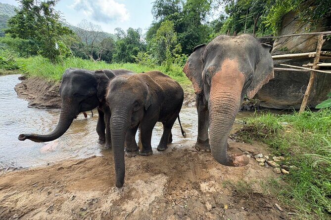 Chiangmai Half Day Visit and Wildlife Experience - Value for Money