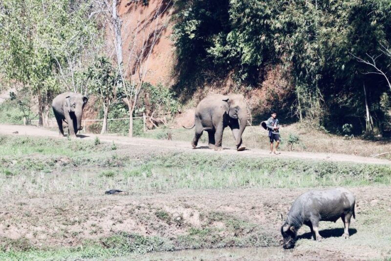 chiangmai-highlights-full-day-tour-with-private-driver