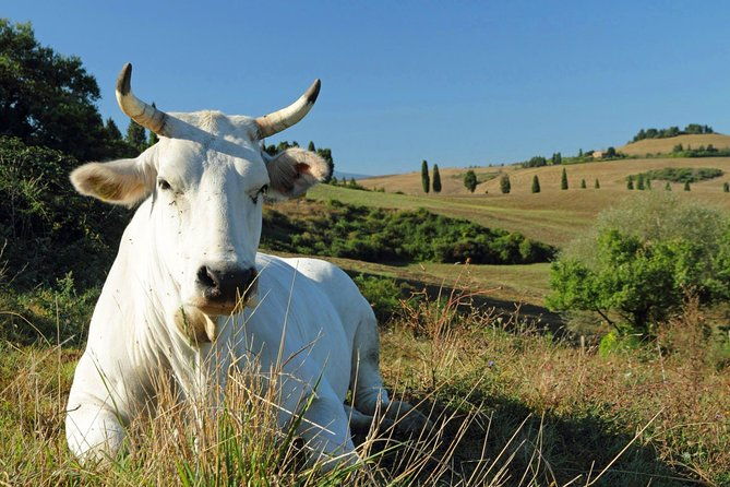 chianina-cattle-tour