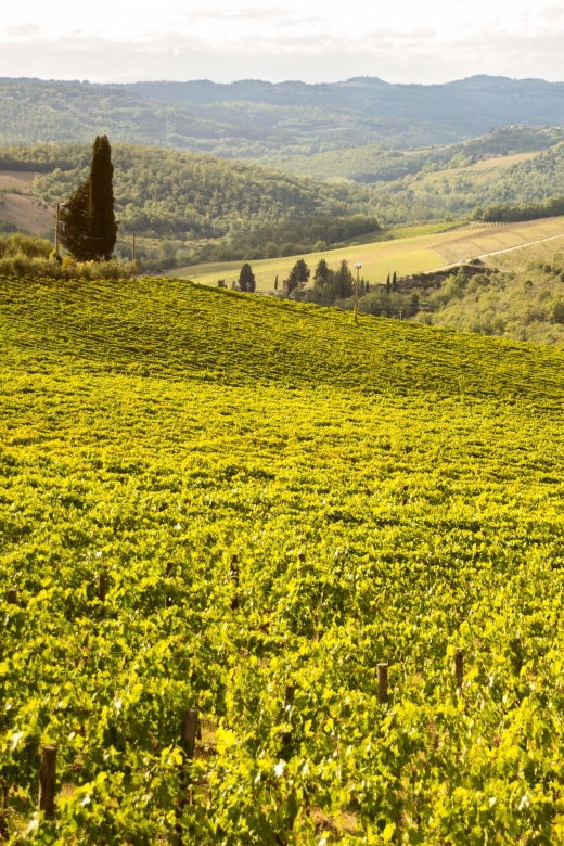 chianti-classico-and-super-tuscan-wine-tour