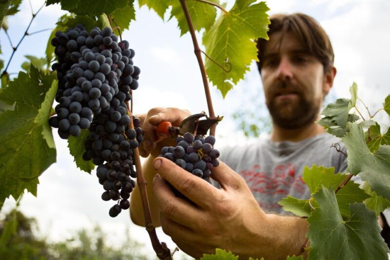 chianti-classico-and-super-tuscan-wine-tour