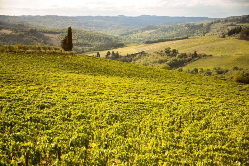 chianti-classico-and-super-tuscan-wine-tour