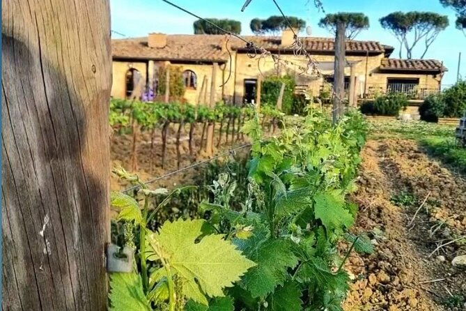 chianti-classico-wine-tour-and-tasting