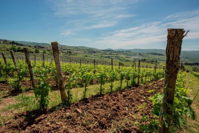 Chianti Classico Wines with seasonal farmers dishes - In-Depth Look at the Wine and Food