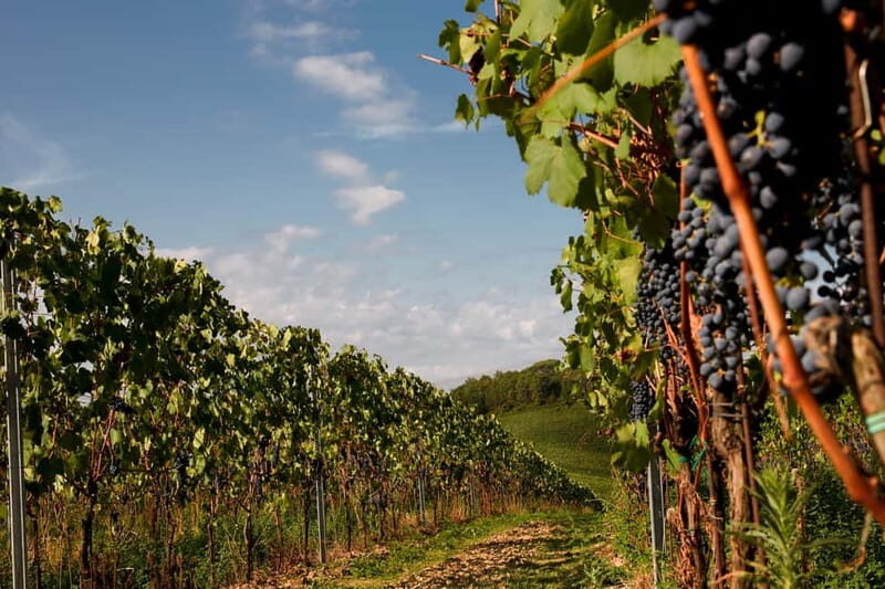 Chianti Colli Fiorentini Winery Tour 18km from Florence - Key Points  