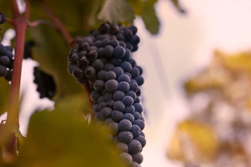 Chianti Colli Fiorentini Winery Tour 18km from Florence - An In-Depth Look at the Experience  