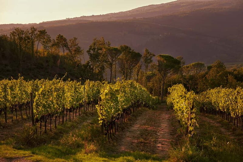 Chianti Colli Fiorentini Winery Tour 18km from Florence - Frequently Asked Questions  