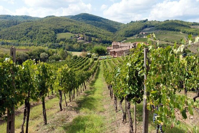 chianti-from-florenceprivate-wine-olive-oil-tasting-in-the-tuscan-countryside