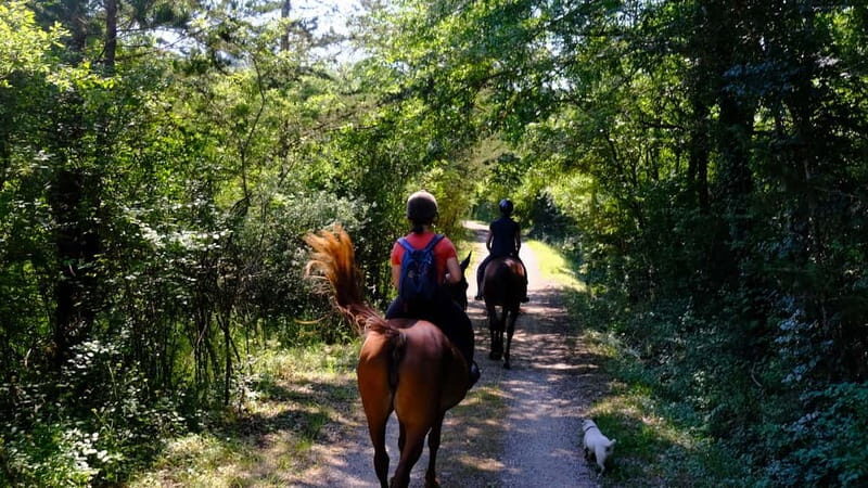 Chianti: Horseback Riding Through Vineyards and Woods - The Scenic Highlights