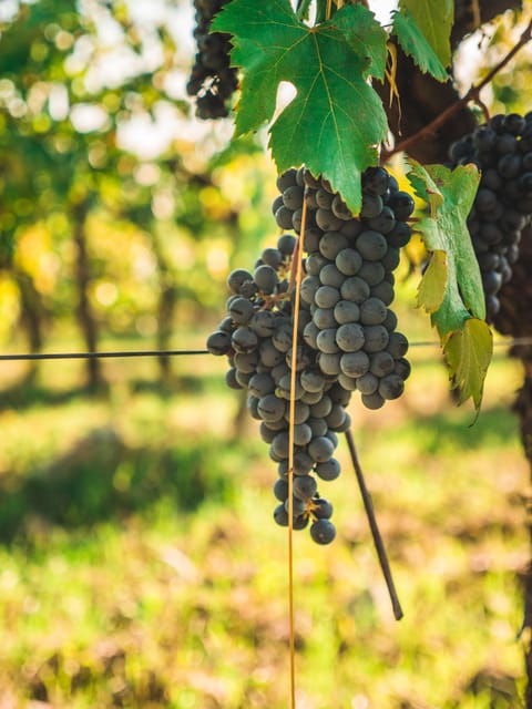 chianti-organic-wine-tasting