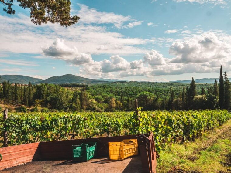 chianti-organic-wine-tasting