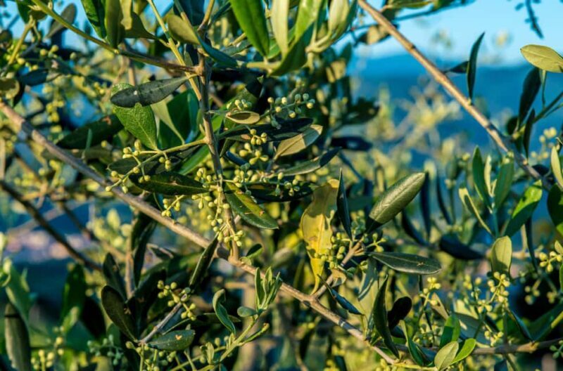 Chianti Rufina: Discover the tradition of extra virgin olive oil and organic wines - Who Would Love This Tour?