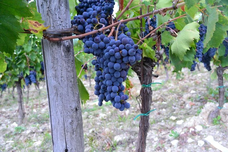 chianti-rufina-wine-tour-in-castle-historical-villa