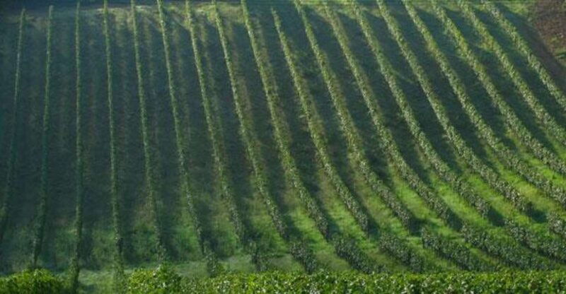 chianti-wine-and-hill-towns-full-day-tour-with-deluxe-van