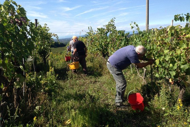 chianti-wine-tasting-at-3-wineries-and-a-tuscan-lunch