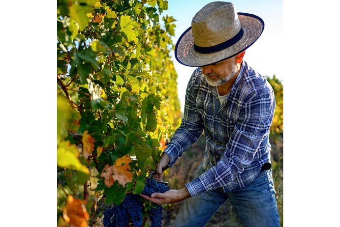 chianti-wine-tour-from-florence-to-san-gimignano-with-2-wineries-2