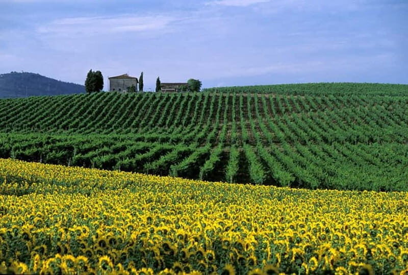 Chianti Wine Tour included meal & tasting at Winery (6hrs) - Final Thoughts