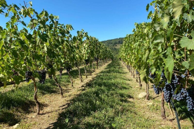chianti-winery-brolio-castle-private-tour-2